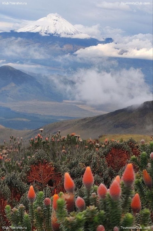 ����������� �� ������ ���������, �������