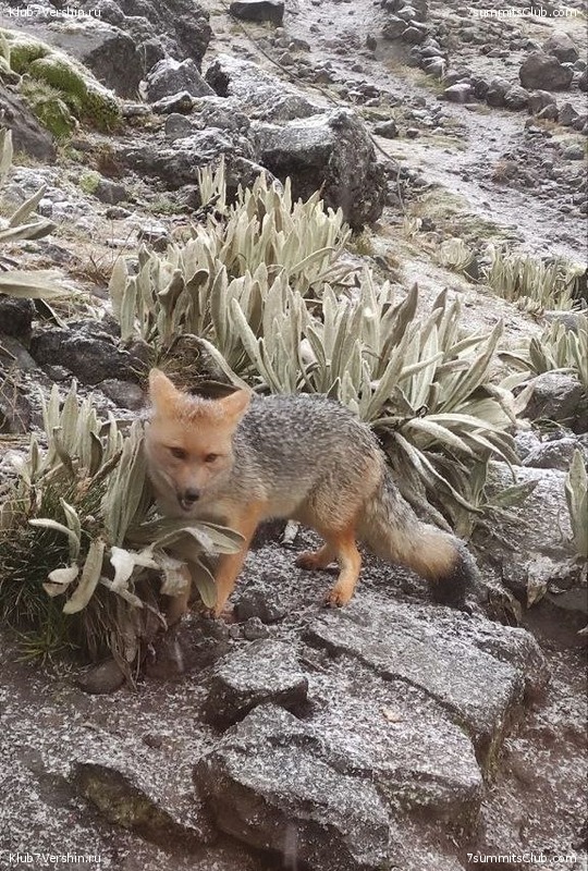 ����������� �� ������ ���������, �������