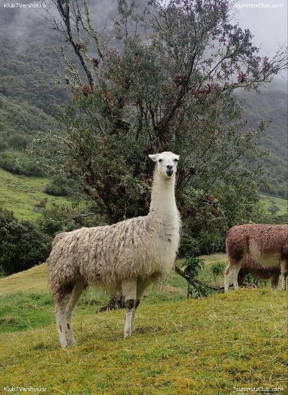 �������. ������ 2023 ���� ������ - ���������, ���� 115