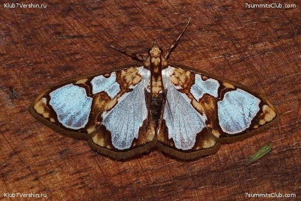 ������� �������, ���� 93