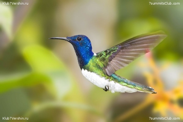 ������� �������, ���� 94