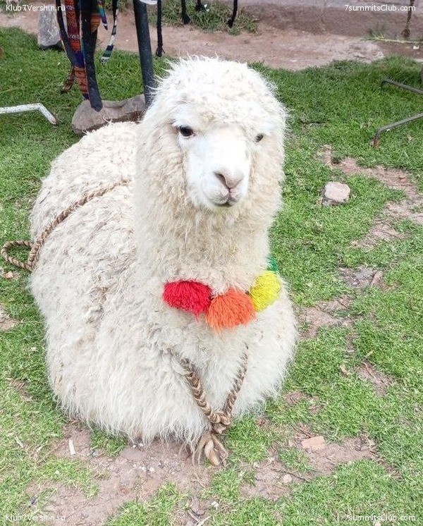 .  . 2023 - 2024.  ,  15