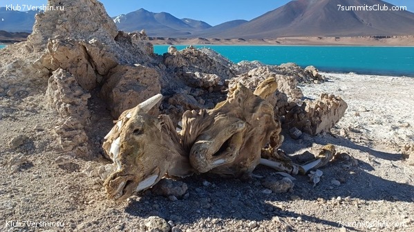 ���� ���� ������ 2024. ������. ������ ������, ���� 33