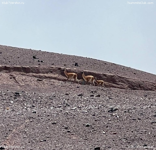 ����. ������ �����������, ���� 21