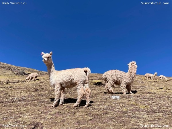   .  -  2024. . ,  109