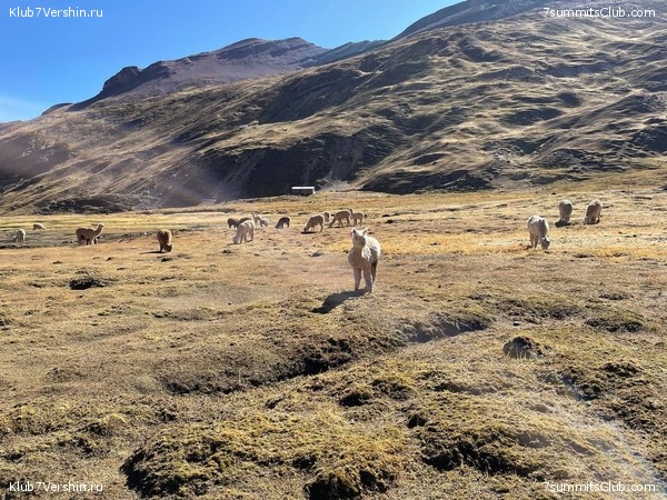   .  -  2024. . ,  116