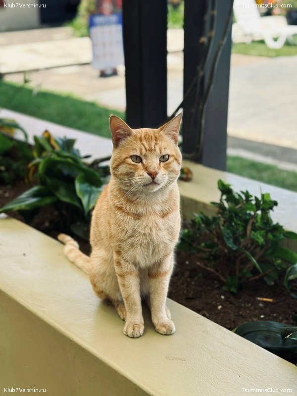 ����� - ����� ������. 2025 ���, ���� 68