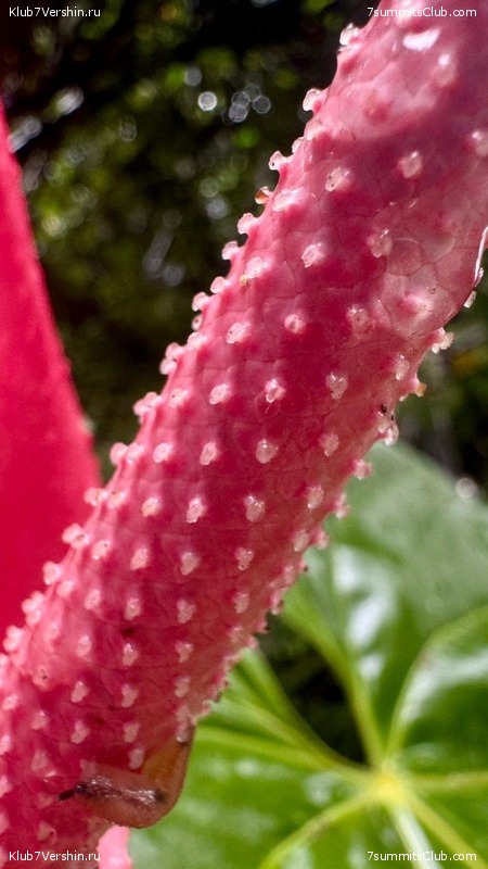 ������������ 2025. ������, ���� 80