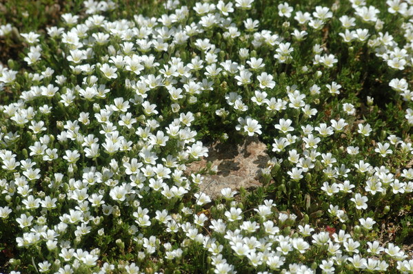 ���������.  ������, ���� 96