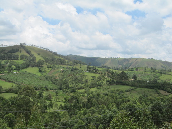 ������ ����, ���������, ���� 36